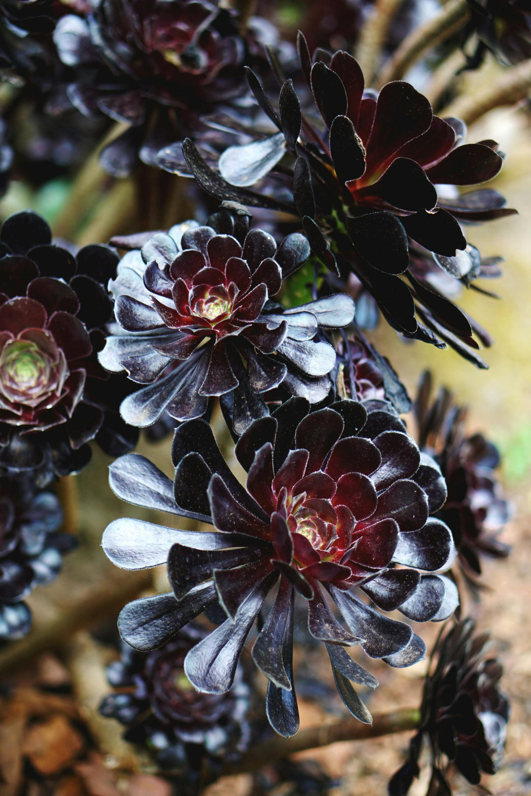 Black Succulent Flower Seeds for Planting – Heirloom, Non-GMO, High Germination Organic Garden Seeds