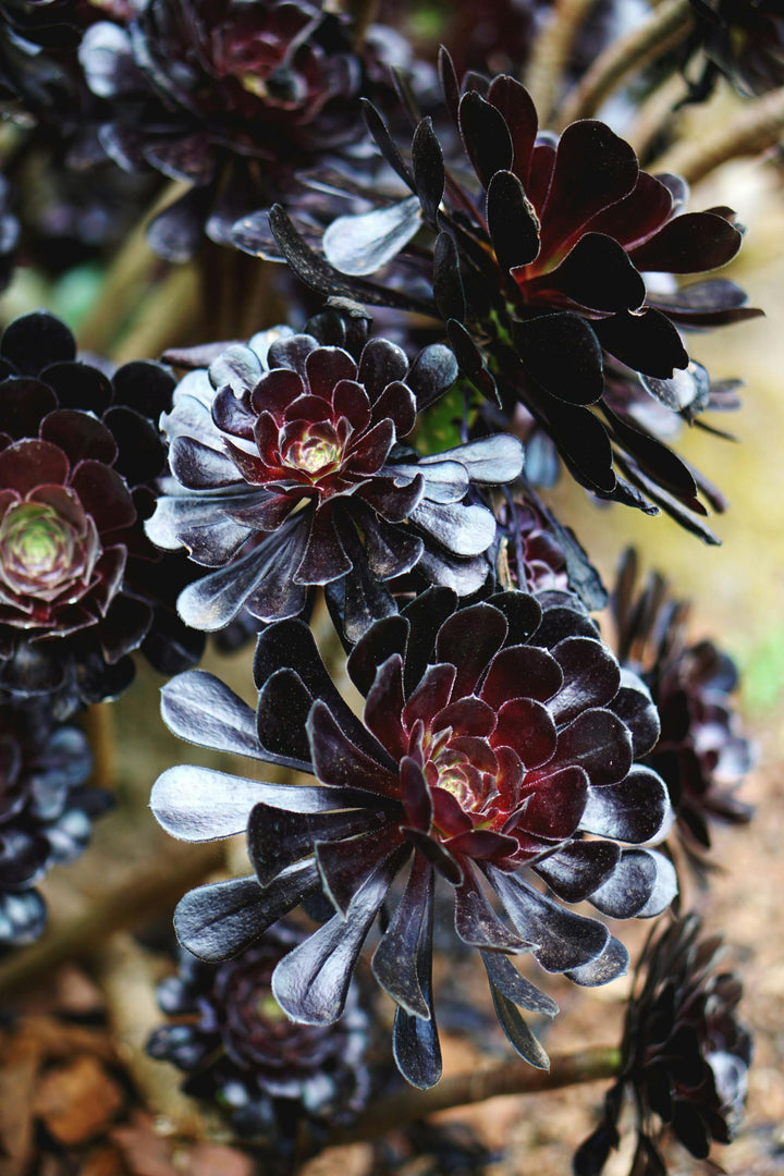 Black Succulent Flower Seeds for Planting – Heirloom, Non-GMO, High Germination Organic Garden Seeds