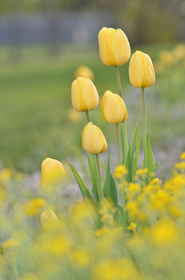 Light Yellow Tulip Flower Seeds – Heirloom, Non-GMO, High Germination Organic Garden Seeds for Planting