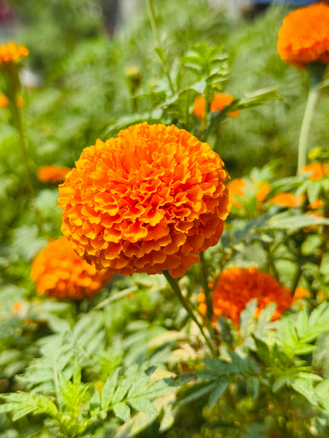Marigold Flower Seeds for Planting – Wildflower Mix, Heirloom, Non-GMO, High Germination Organic Garden Seeds