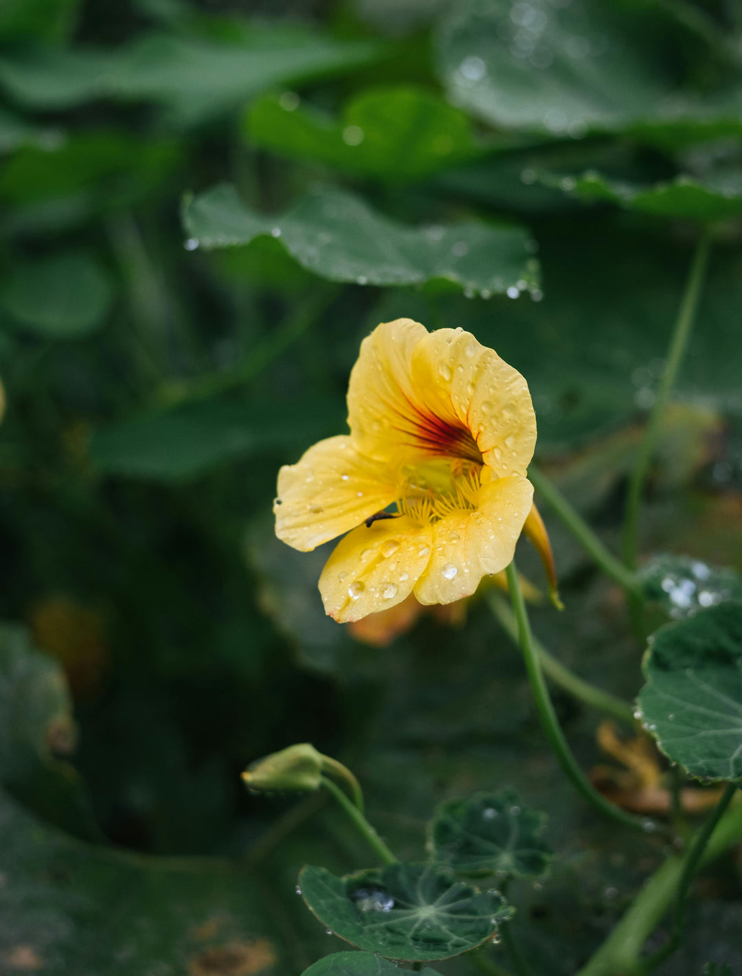 Light Yellow Nasturtium Flower Seeds – Heirloom, Non-GMO, High Germination Organic Garden Seeds for Planting