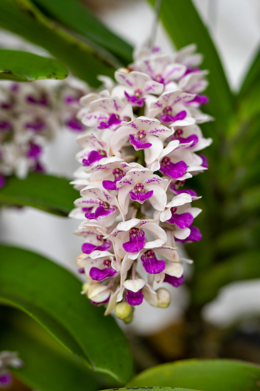 White Violet Cymbidium Flower Seeds for Planting – Heirloom Non-GMO, High Germination Organic Garden Seeds