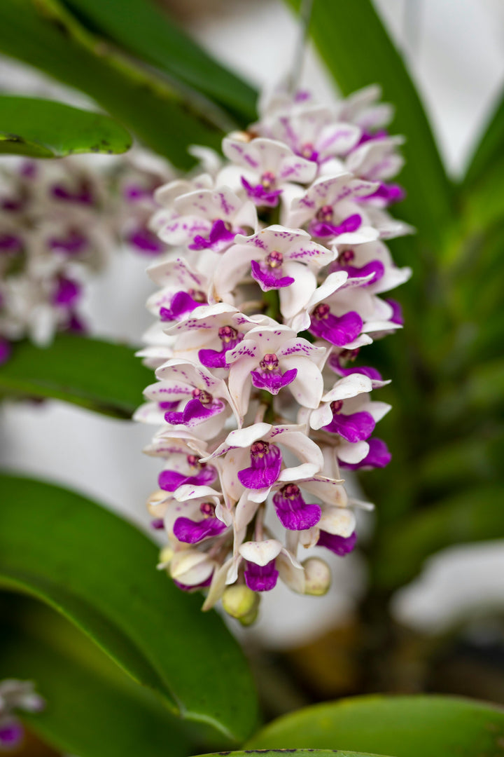 White Violet Cymbidium Flower Seeds for Planting – Heirloom Non-GMO, High Germination Organic Garden Seeds