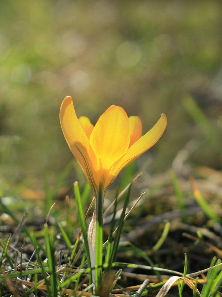 Light Yellow Crocus Flower Seeds for Planting – Heirloom, Non-GMO, Colorful Display, High Germination