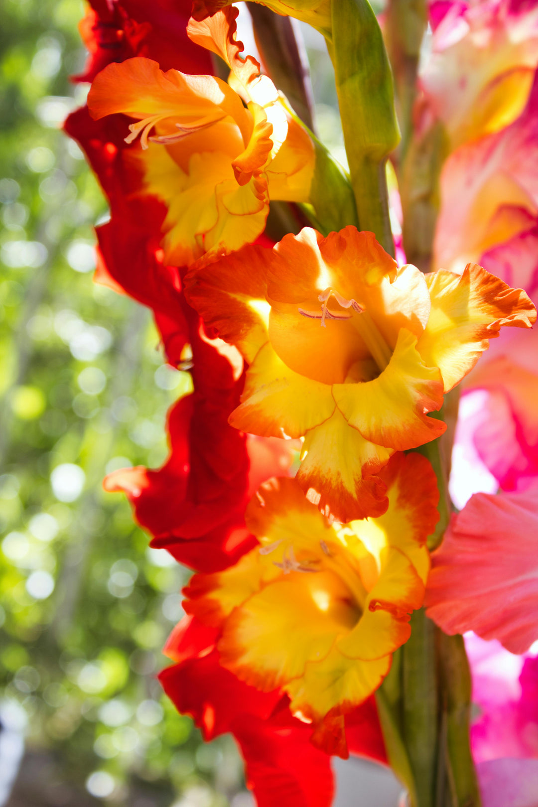 Yellow Red Gladiolus Flower Seeds for Planting – Heirloom Non-GMO High Germination Organic Garden Seeds