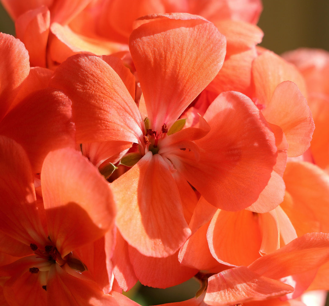 Light Orange Geranium Perennial Flower Seeds for Planting - Heirloom, Non-GMO, High Germination Organic Garden Seeds