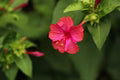 Red Mirabilis Scarlet Flower Seeds for Planting – Colorful Display Heirloom, Non-GMO, High Germination Garden Seeds