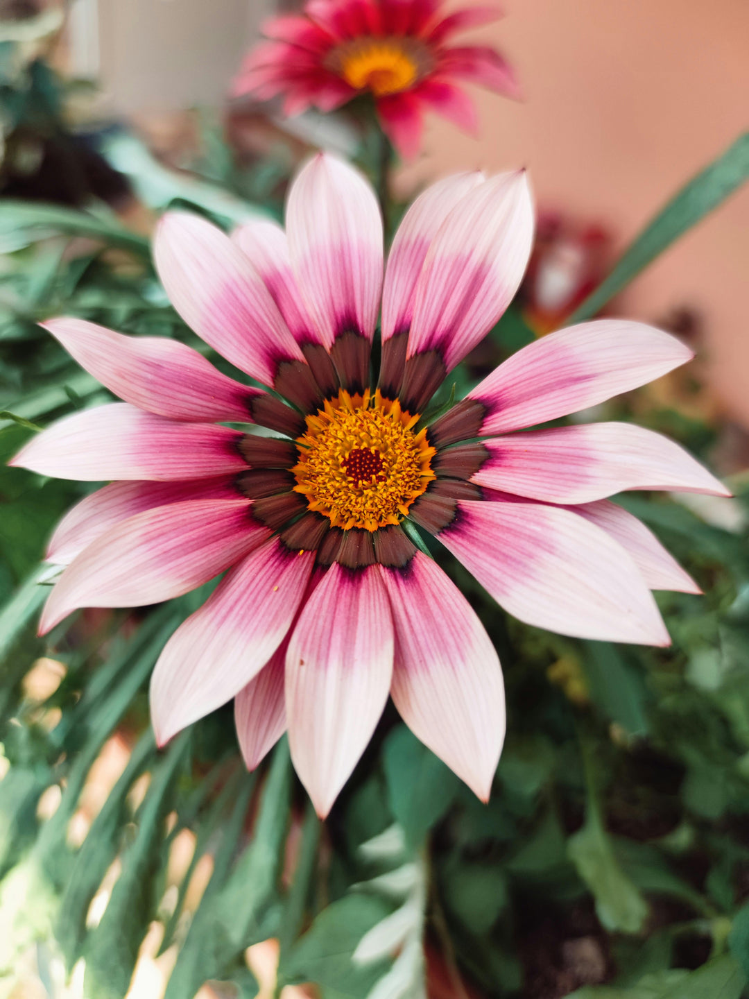 Pink Gazania Flower Seeds for Planting – Heirloom, Non-GMO, High Germination Organic Garden Seeds
