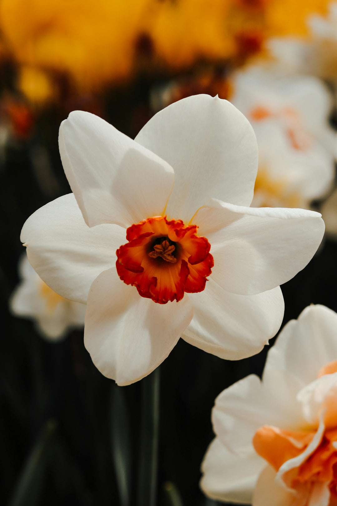 White Red Narcissus Flower Seeds for Planting – Heirloom Non-GMO High Germination Organic Garden Seeds