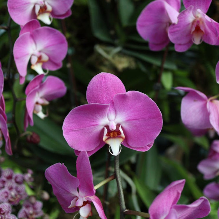 Flower Seeds, Seeds,Seeds For Planting,Plant Seeds