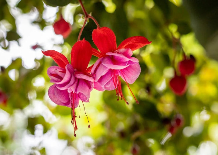 Pink Red Fuchsia Flower Seeds for Planting - Long Bloom Season, Heirloom & Non-GMO Organic Garden Seeds