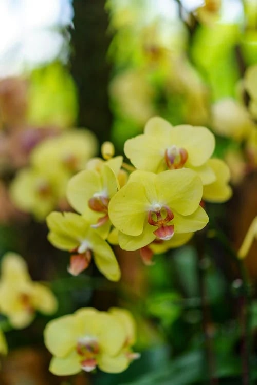 Yellow Orchid Formaldehyde Flower Seeds for Planting – Heirloom Non-GMO, High Germination Organic Garden Seeds