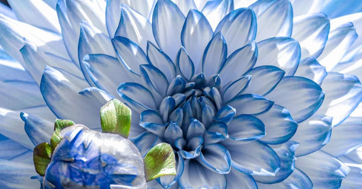 White Blue Dahlia Flower Seeds for Planting – Heirloom, Non-GMO, High Germination Mix