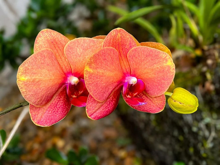 Orange Pink Phalaenopsis Orchid Flower Seeds for Planting | Heirloom Non-GMO High Germination Seeds