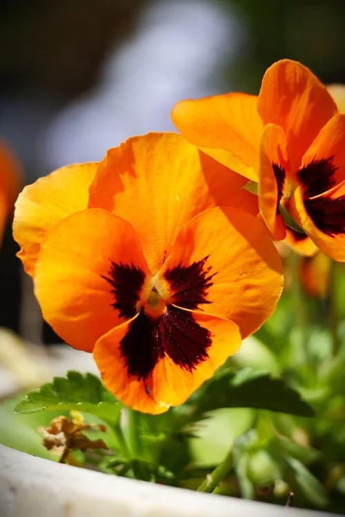 Orange Pansy Flower Seeds for Planting – Wildflower Mix, Heirloom & Non-GMO Organic Garden Seeds with High Germination