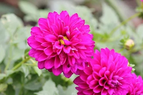 Dark Pink Two Color Dahlia Flower Seeds for Planting – Heirloom Non-GMO High Germination Seeds