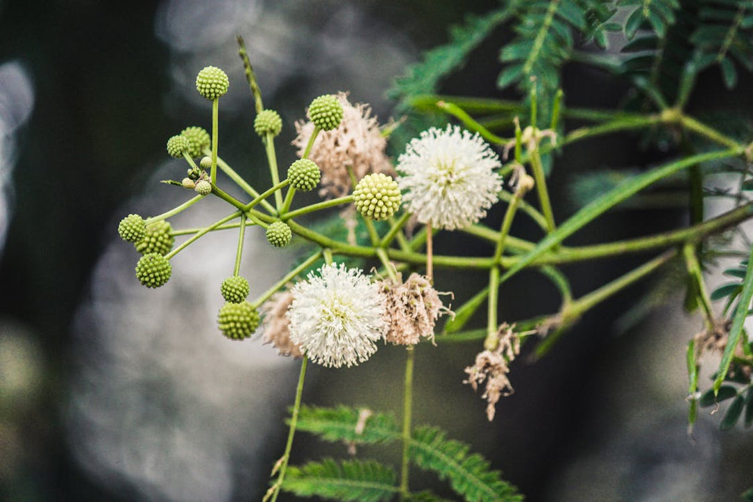 Flower Seeds, Seeds,Seeds For Planting,Plant Seeds