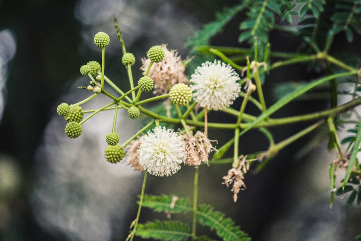 Flower Seeds, Seeds,Seeds For Planting,Plant Seeds