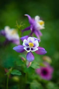 Purple Columbines Flower Seeds for Planting – Heirloom, Non-GMO, High Germination Garden Seeds
