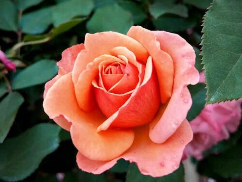 Orange Promise Rose Flower Seeds for Planting – Heirloom Non-GMO, High Germination Organic Garden Seeds