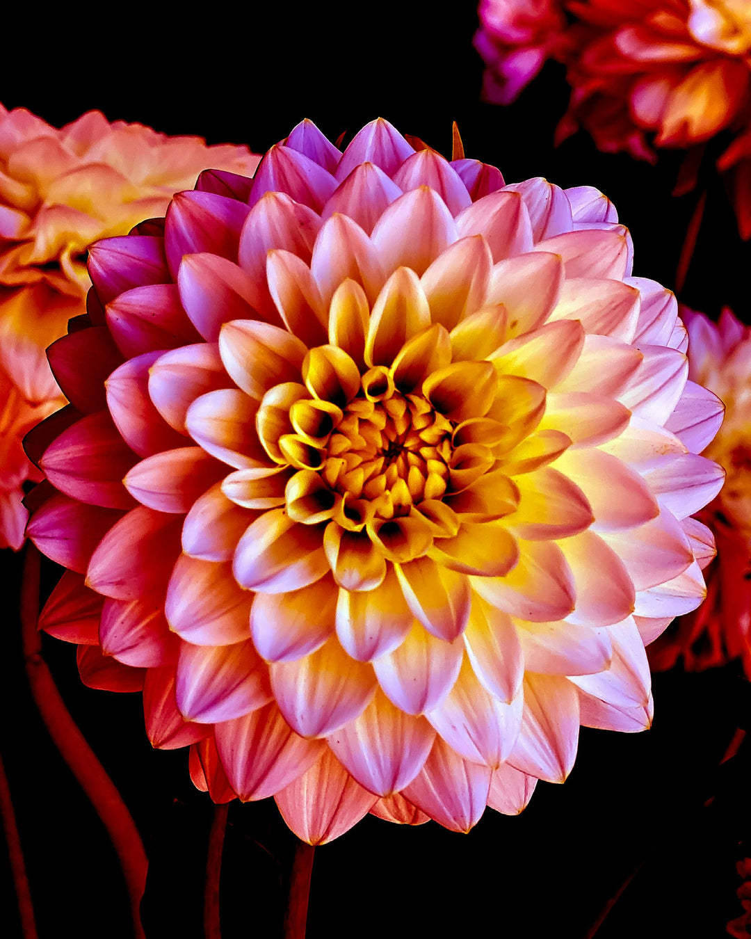 Yellow Pink Dahlia Flower Seeds for Planting – Heirloom, Non-GMO, High Germination Organic Garden Seeds