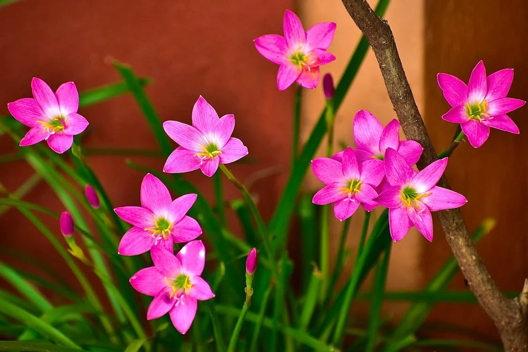 Pink Crocus Flower Seeds for Planting – Heirloom Non-GMO, High Germination Organic Garden Seeds