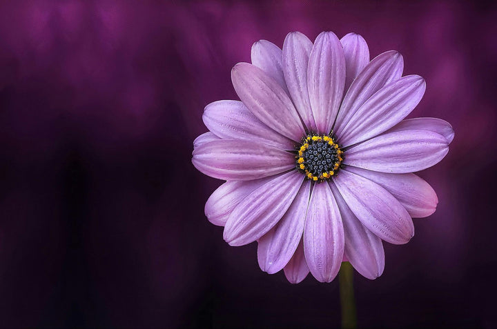 Purple Perennial Flower Seeds for Planting – Colorful Display, Heirloom &amp; Non-GMO Seeds for Home Garden