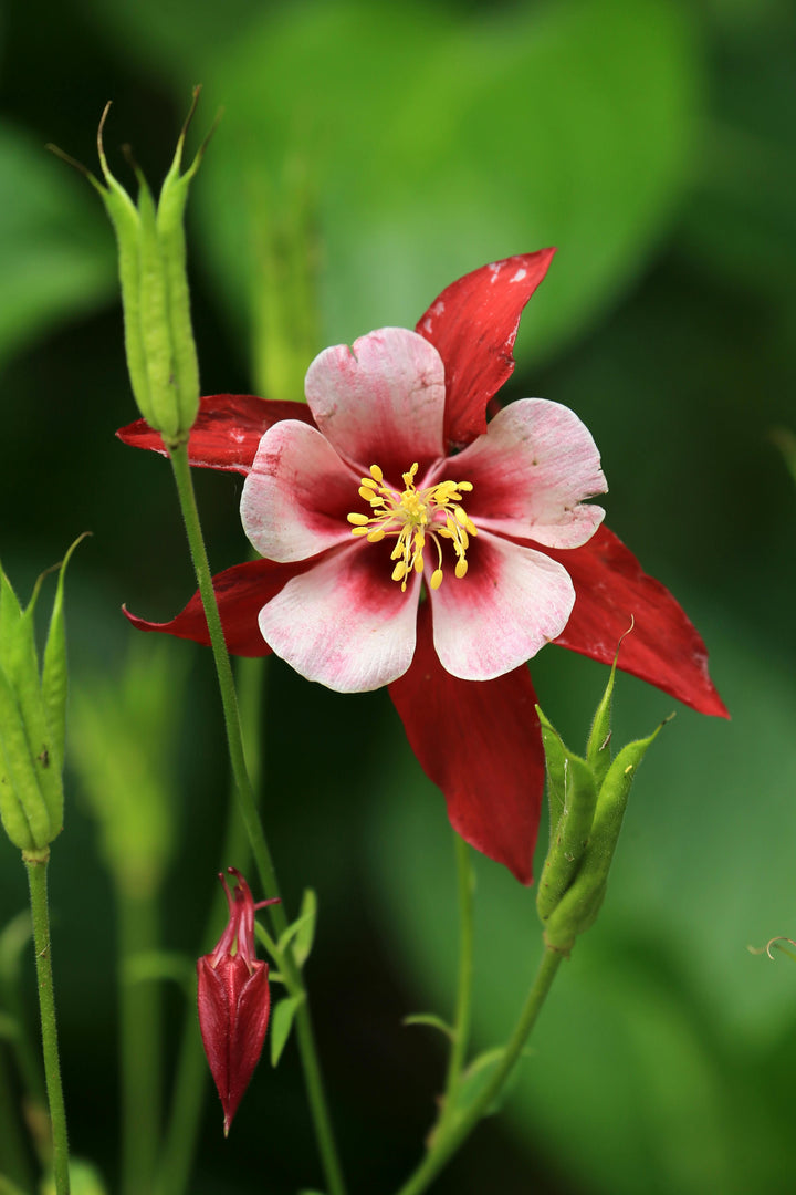 Red Aquilegia Flower Seeds for Planting – Heirloom Non-GMO High Germination Organic Garden Seeds