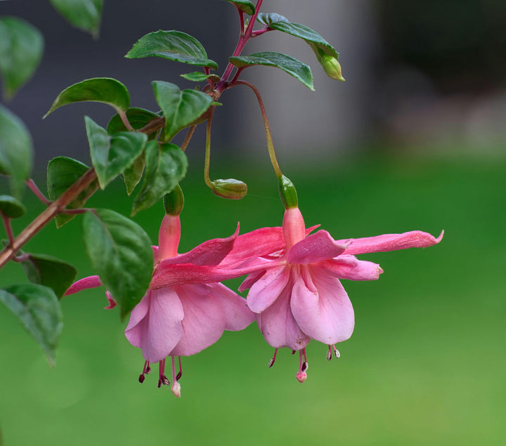 Pink Red Fuchsia Flower Seeds for Planting - Long Bloom Season, Heirloom & Non-GMO Organic Garden Seeds