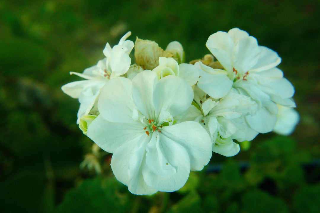 Green Geranium Flower Seeds for Planting – Premium Quality, Heirloom, Non-GMO, High Germination Organic Garden Seeds