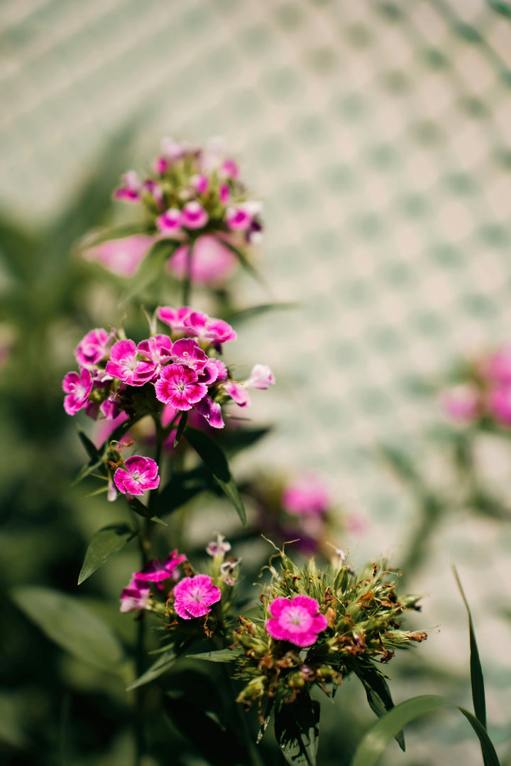 Pink Evening-Scented Home Garden Flower Seeds for Planting | Heirloom Non-GMO High Germination