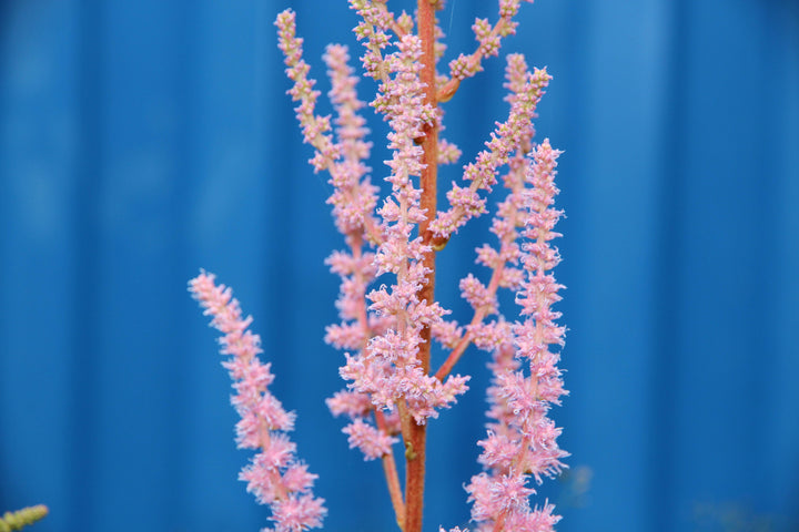 Baby Pink Astilbe Flower Seeds – Long Bloom Season, Heirloom & Non-GMO Seeds for Home Garden
