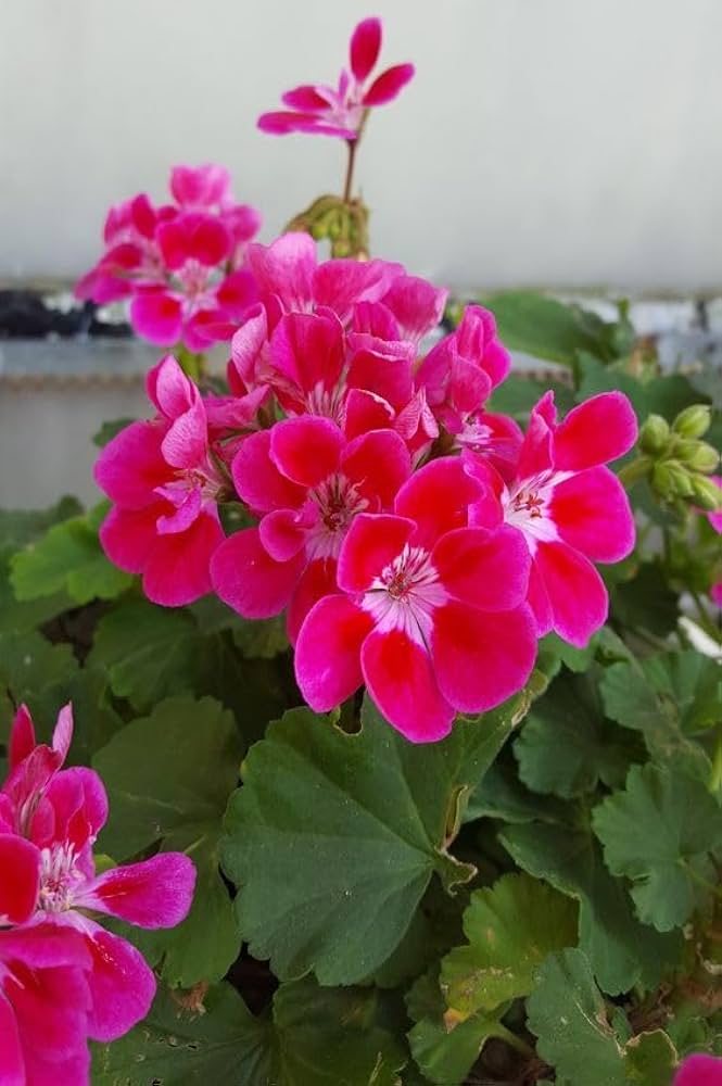 Pink Geranium Perennial Flower Seeds for Planting | Heirloom, Non-GMO, High Germination Organic Garden Seeds