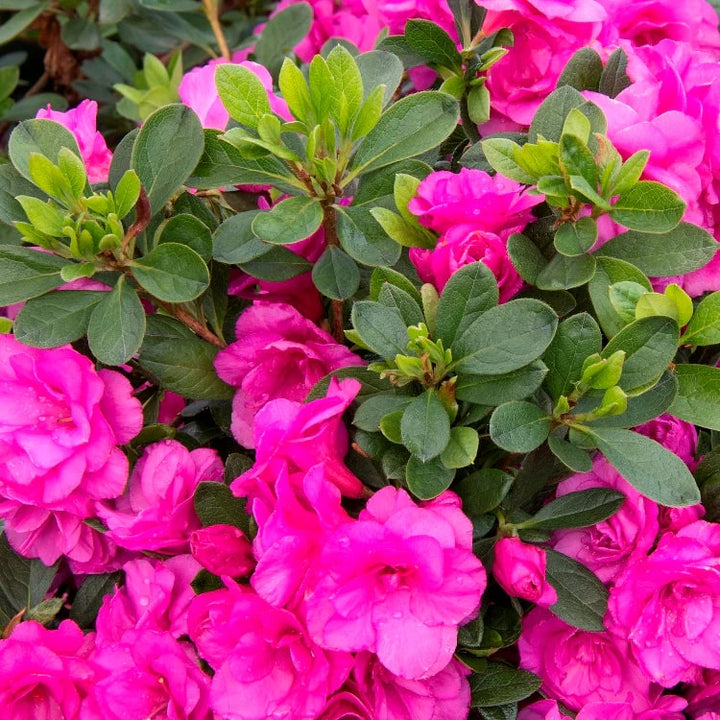 Azalea Flower Seeds for Planting – Heirloom Non-GMO Seeds for Home Garden