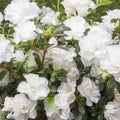 White Azalea Flower Seeds for Planting – Heirloom, Non-GMO Hardy Organic Garden Seeds
