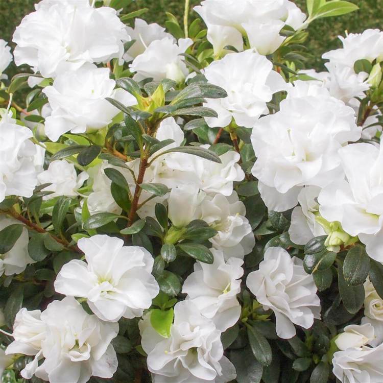 White Azalea Flower Seeds for Planting – Heirloom, Non-GMO, High Germination Organic Garden Seeds