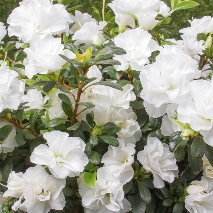 White Azalea Flower Seeds for Planting – Heirloom, Non-GMO, High Germination Organic Garden Seeds