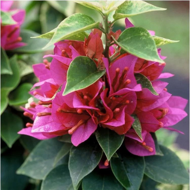 Dark Pink Bougainvillea Flower Seeds for Planting – Heirloom, Non-GMO, High Germination Garden Seeds