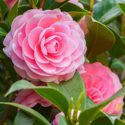 Camellia Japonica Flower Seeds for Planting – Heirloom Non-GMO, High Germination Organic Garden Seeds