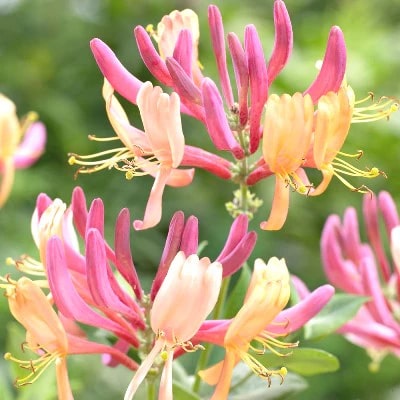 Honeysuckle Flower Seeds for Planting – Heirloom, Non-GMO, Long Bloom, Organic Garden Seeds
