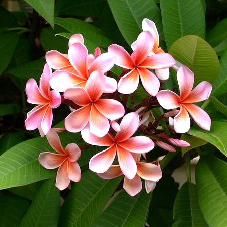 Plumeria Flower Seeds for Planting – Long Bloom, Heirloom & Non-GMO Organic Garden Seeds