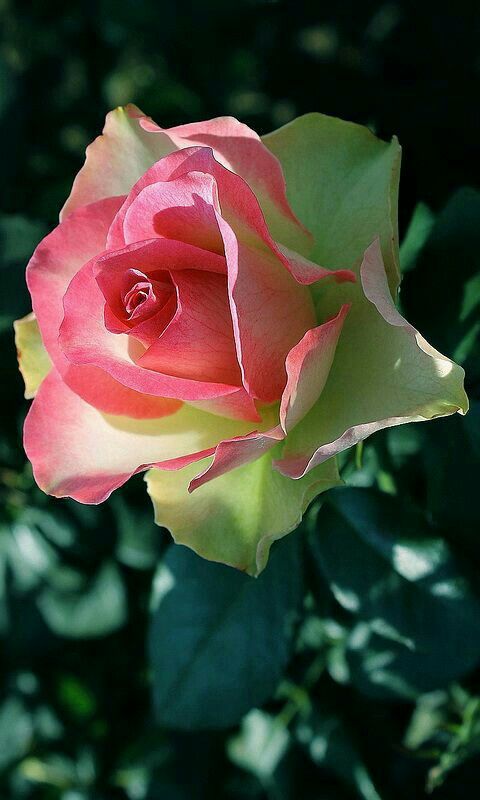 Pink Green Rose Flower Seeds for Planting – Heirloom, Non-GMO, High Germination Organic Garden Seeds – Hardy & Easy to Grow