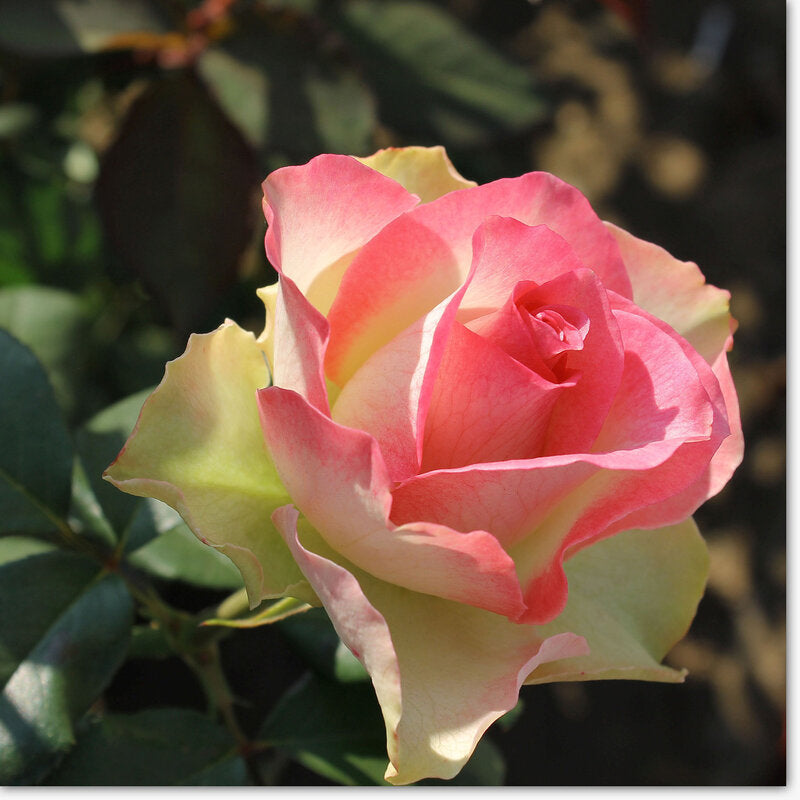 Pink Green Rose Flower Seeds for Planting – Heirloom, Non-GMO, High Germination Organic Garden Seeds – Hardy & Easy to Grow