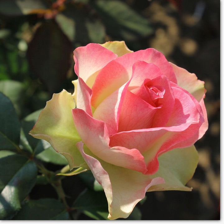 Pink Green Rose Flower Seeds for Planting – Heirloom, Non-GMO, High Germination Organic Garden Seeds – Hardy & Easy to Grow