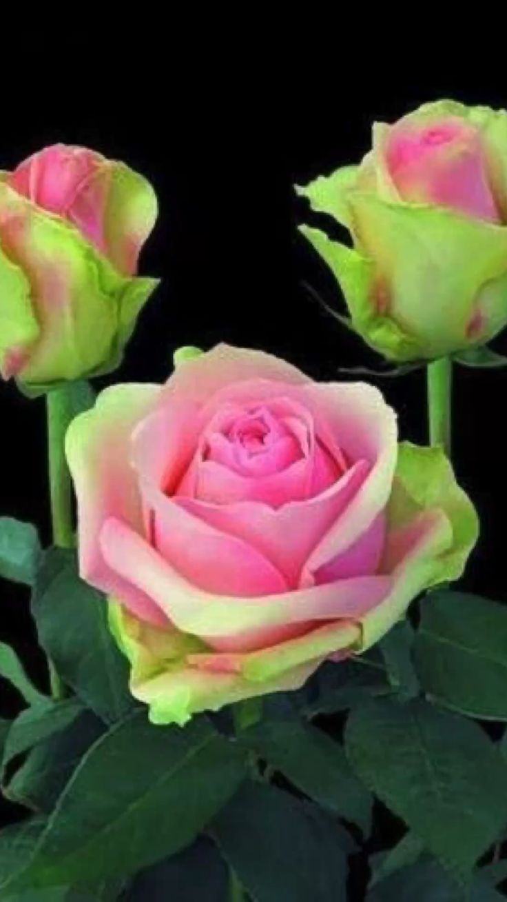 Pink Green Rose Flower Seeds for Planting – Heirloom, Non-GMO, High Germination Organic Garden Seeds – Hardy & Easy to Grow
