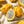 Yellow Dragon Fruit seeds for planting - Heirloom & Non-GMO garden seeds for tropical nutritious harvests