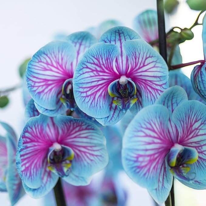 Blue Pink Phalaenopsis Orchid Flower Seeds for Planting – Heirloom, Non-GMO, Fragrant High Germination Seeds