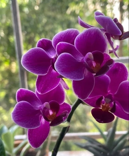 Violet Phalaenopsis Orchid Flower Seeds for Planting – Heirloom Non-GMO, High Germination Organic Garden Seeds