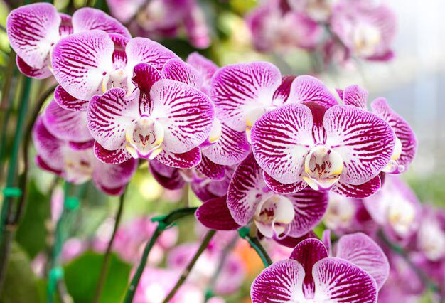 Orchid Flower Seeds for Planting – Heirloom, Non-GMO, Easy to Grow, High Germination Organic Garden Seeds