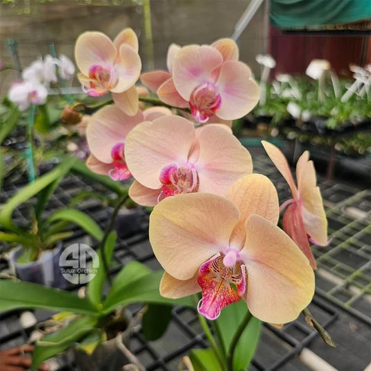 Pink Yellow Phalaenopsis Orchid Flower Seeds for Planting – Heirloom, Non-GMO, High Germination